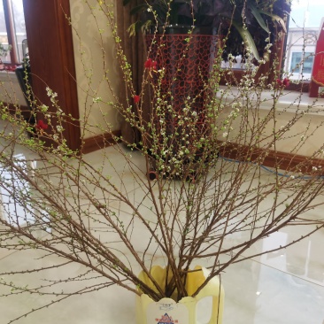雪柳干枝花喷雪花珍珠绣线菊水瓶切枝插花量大优惠
