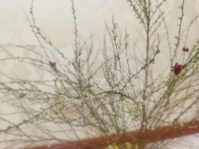 雪柳干枝花喷雪花珍珠绣线菊水瓶切枝插花量大优惠