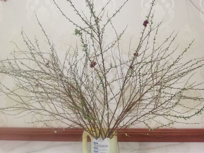 雪柳干枝花喷雪花珍珠绣线菊水瓶切枝插花量大优惠