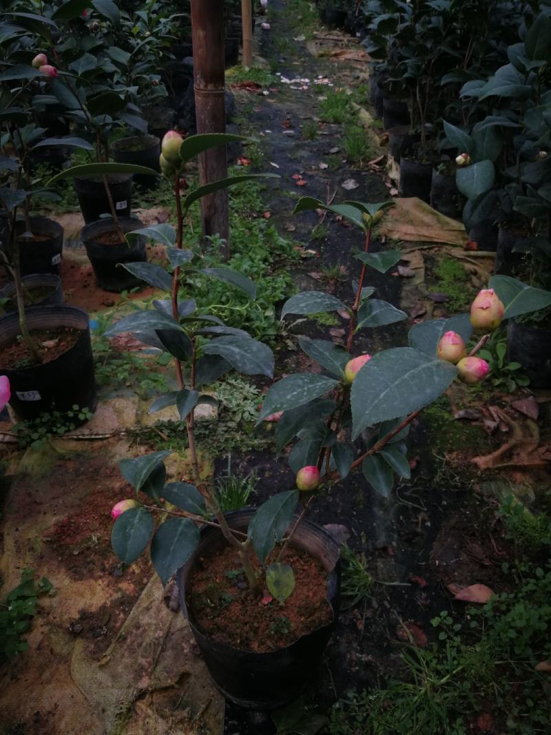 茶花盆栽珍贵山茶树红山迷茫春天茶花盆栽山茶树盆茶花苗山茶