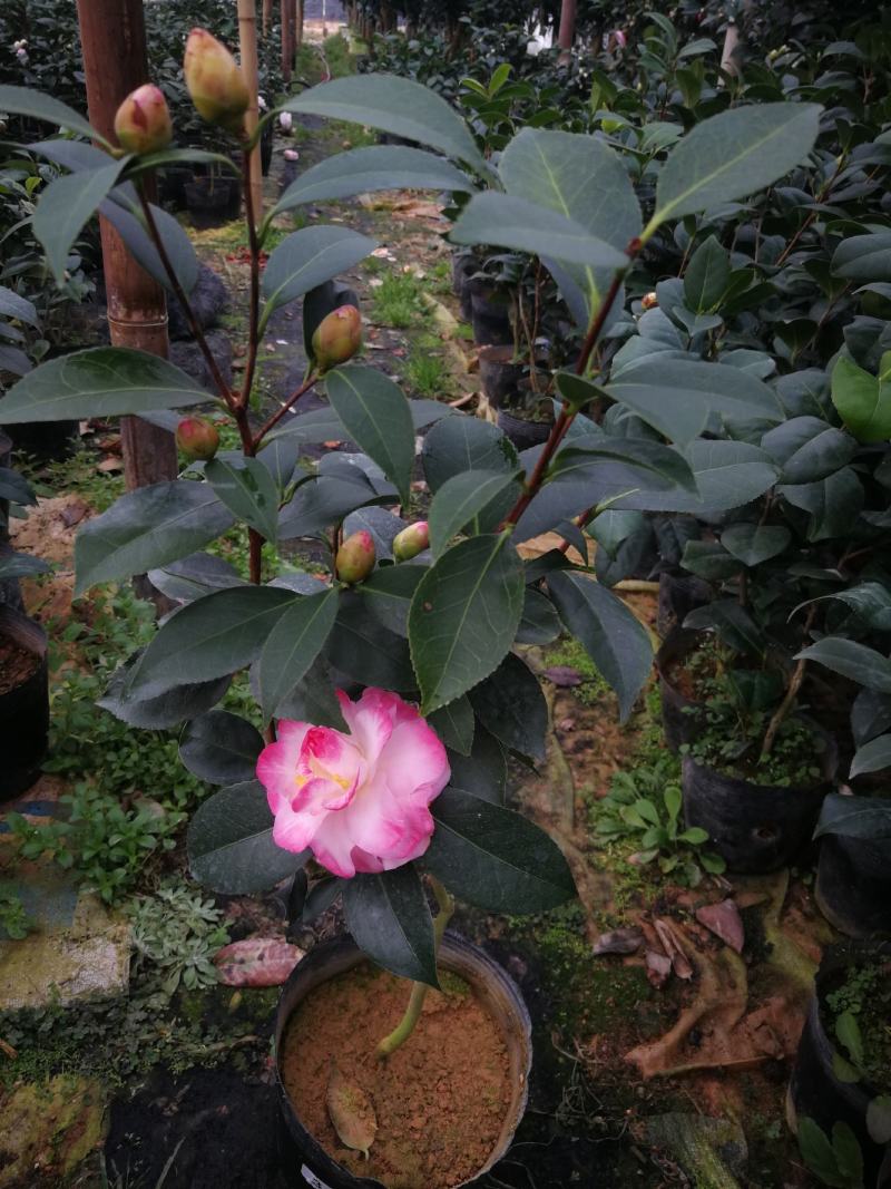 茶花盆栽珍贵山茶树红山迷茫春天茶花盆栽山茶树盆茶花苗山茶