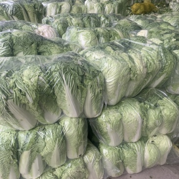 金乡大白菜北京三号热卖中