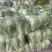 金乡大白菜北京三号热卖中