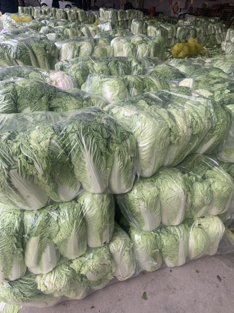 金乡大白菜北京三号热卖中