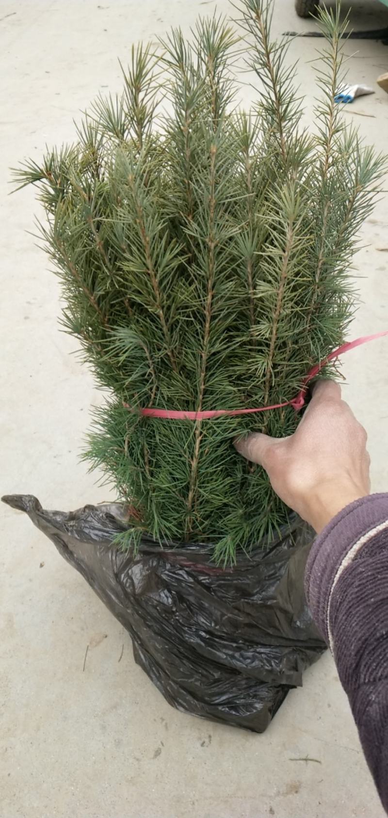 雪松树雪松小苗雪松幼苗雪松工程用苗圣诞树