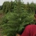 雪松树雪松小苗雪松幼苗雪松工程用苗圣诞树