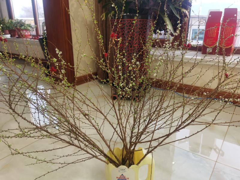 雪柳喷雪花珍珠绣线菊干枝花水培插花鲜切枝条产地批发