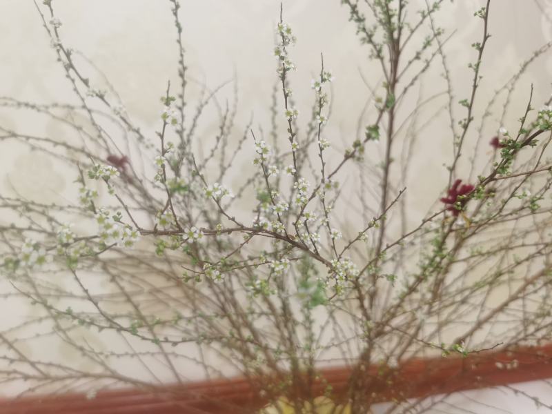雪柳喷雪花珍珠绣线菊干枝花水培插花鲜切枝条产地批发