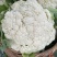 松花苗（青梗松花菜）、抗病好，适应性广，基地直供，价优