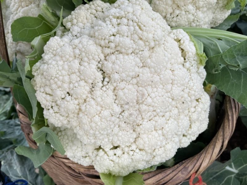 松花苗（青梗松花菜）、抗病好，适应性广，基地直供，价优