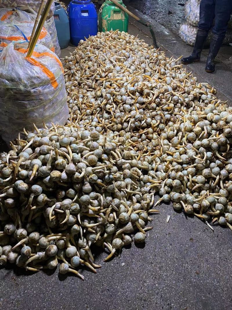石屏鸭蛋绿茨菇不空心无苦味