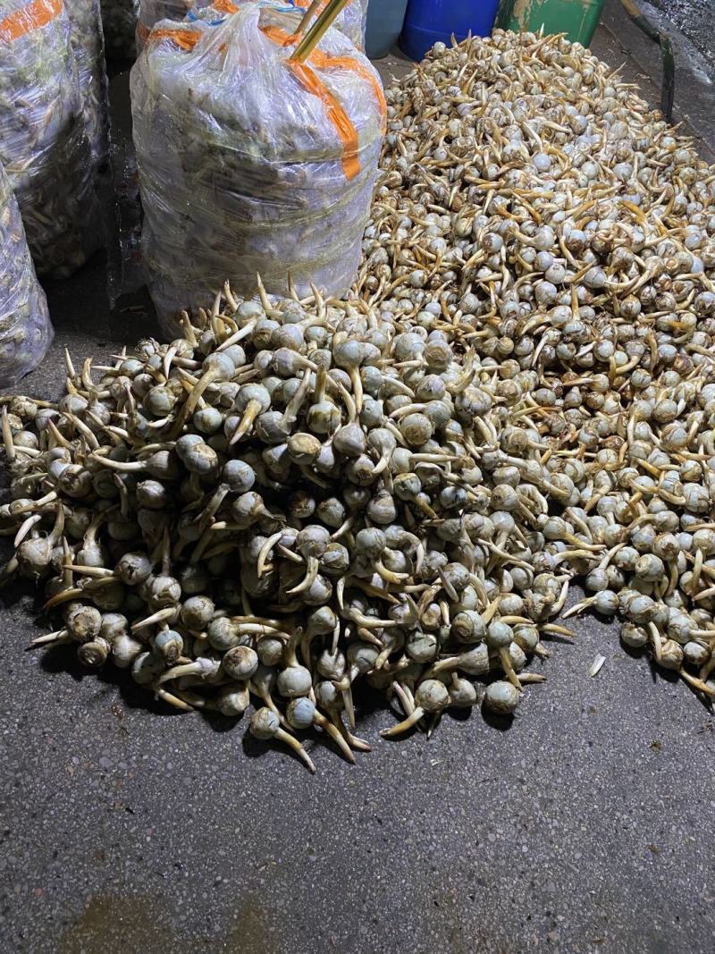 石屏鸭蛋绿茨菇不空心无苦味