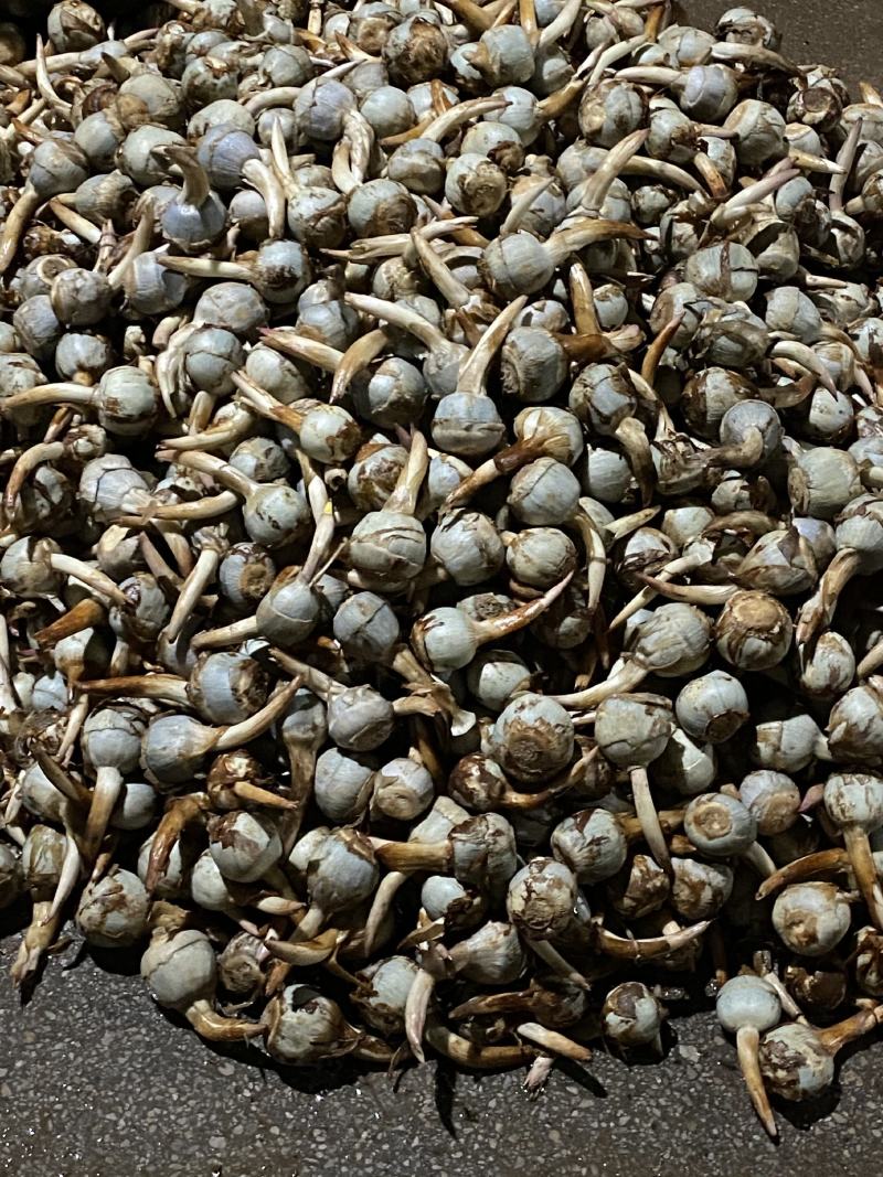 石屏鸭蛋绿茨菇不空心无苦味