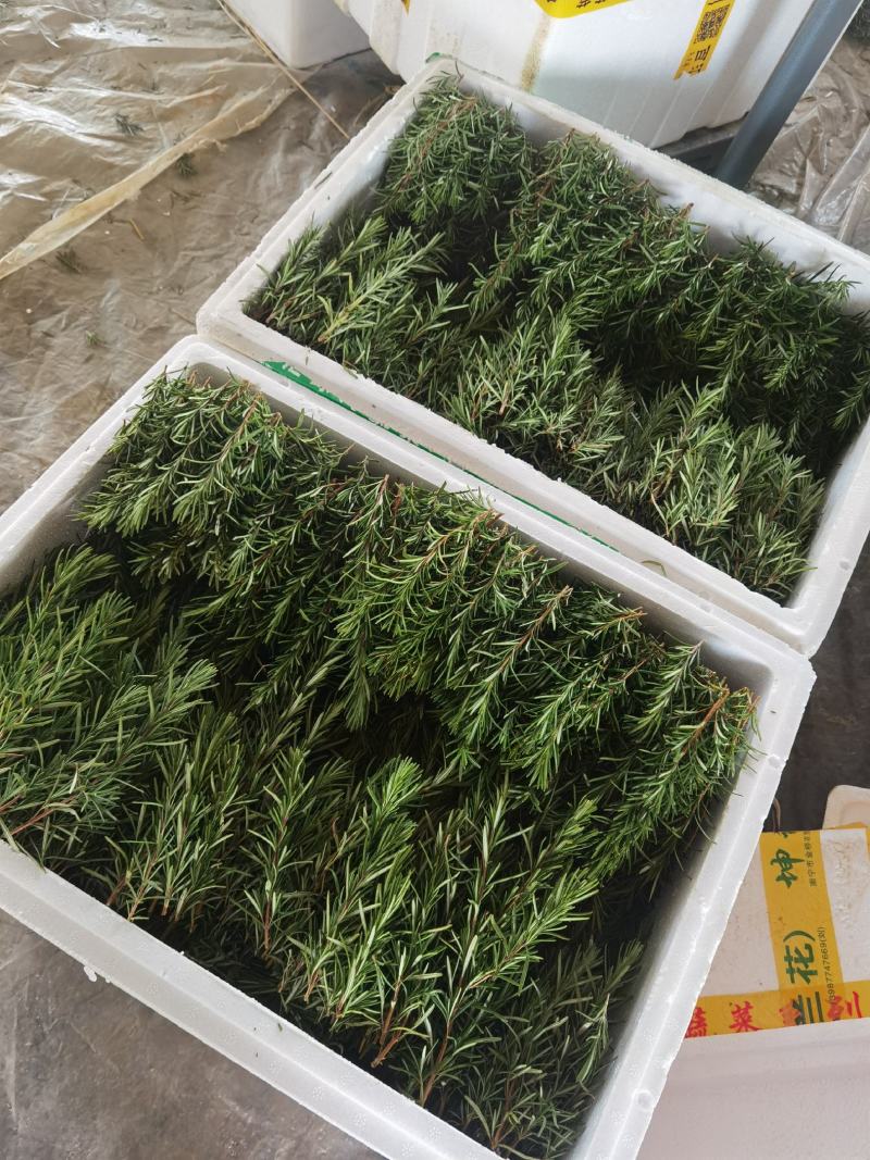 迷迭香鲜枝条～可食用～西餐的好搭档基地直供