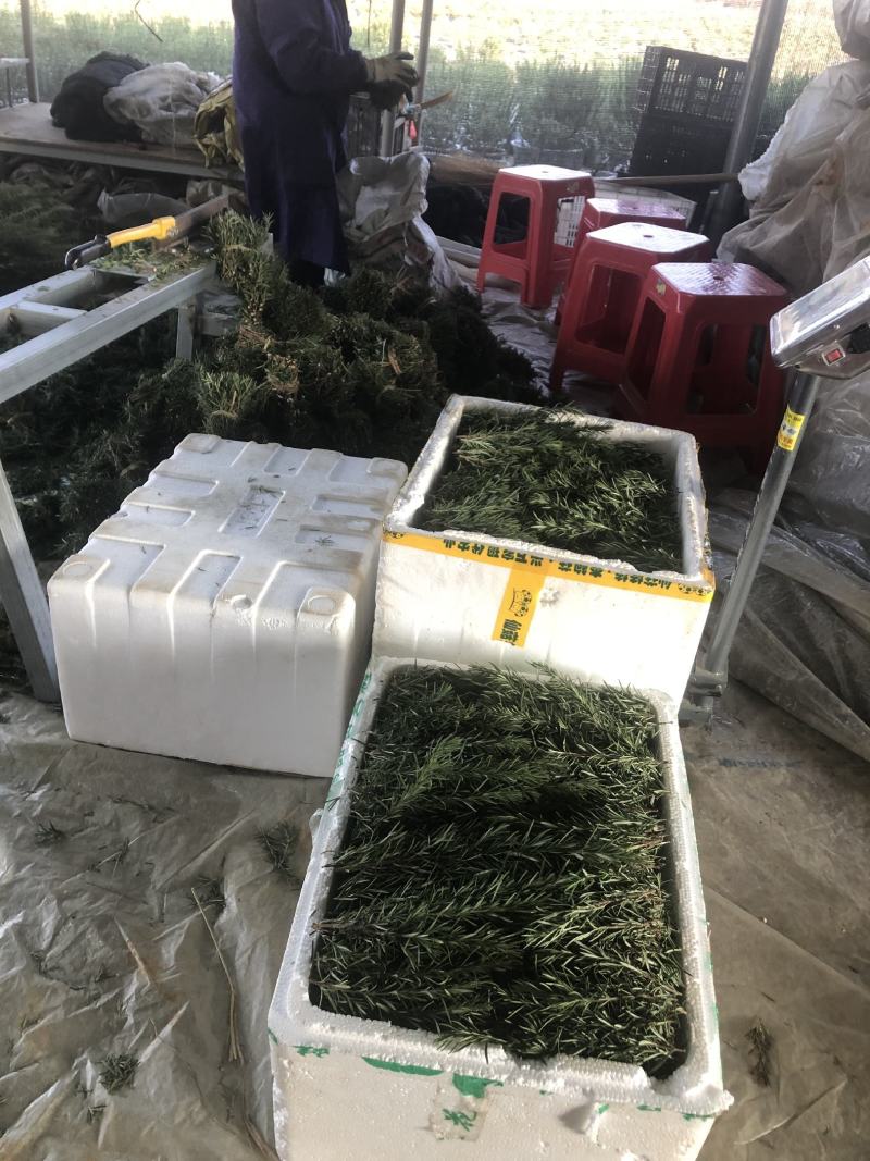 迷迭香可以食用的迷迭香，牛排的好搭档