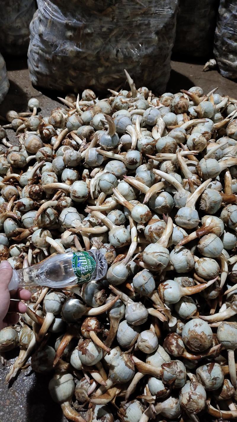 石屏鸭蛋绿茨菇不空心无苦味