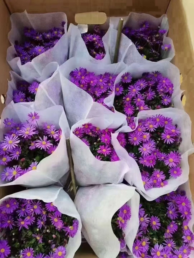姬小菊五色菊盆栽荷兰菊翠菊进口紫罗兰色四季花苗耐寒
