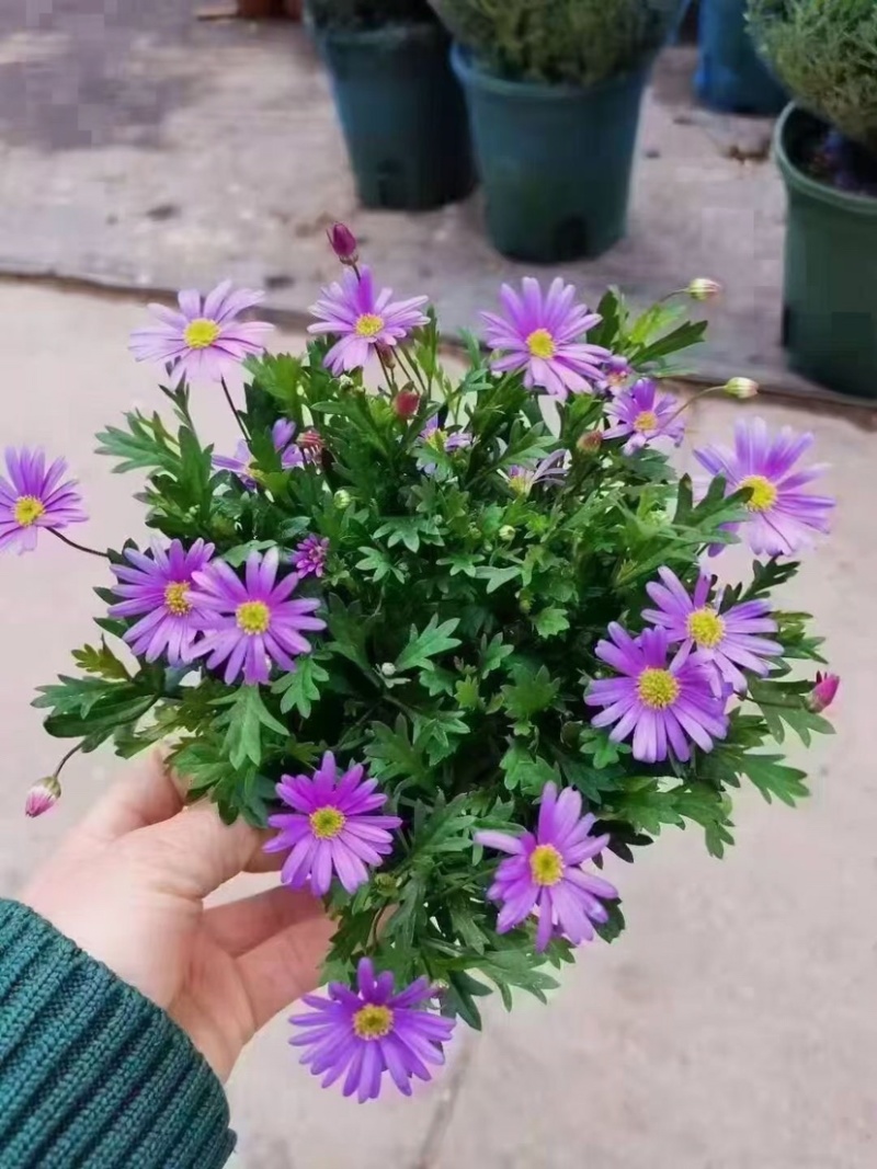 姬小菊五色菊盆栽荷兰菊翠菊进口紫罗兰色四季花苗耐寒