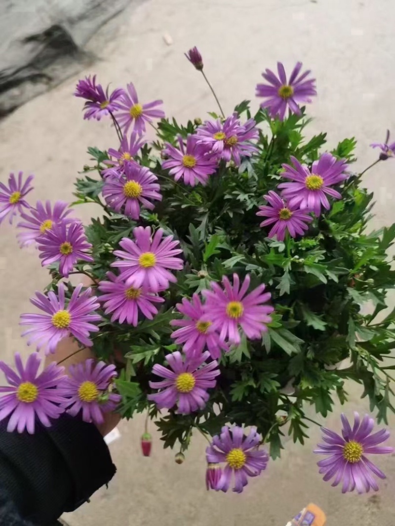 姬小菊五色菊盆栽荷兰菊翠菊进口紫罗兰色四季花苗耐寒