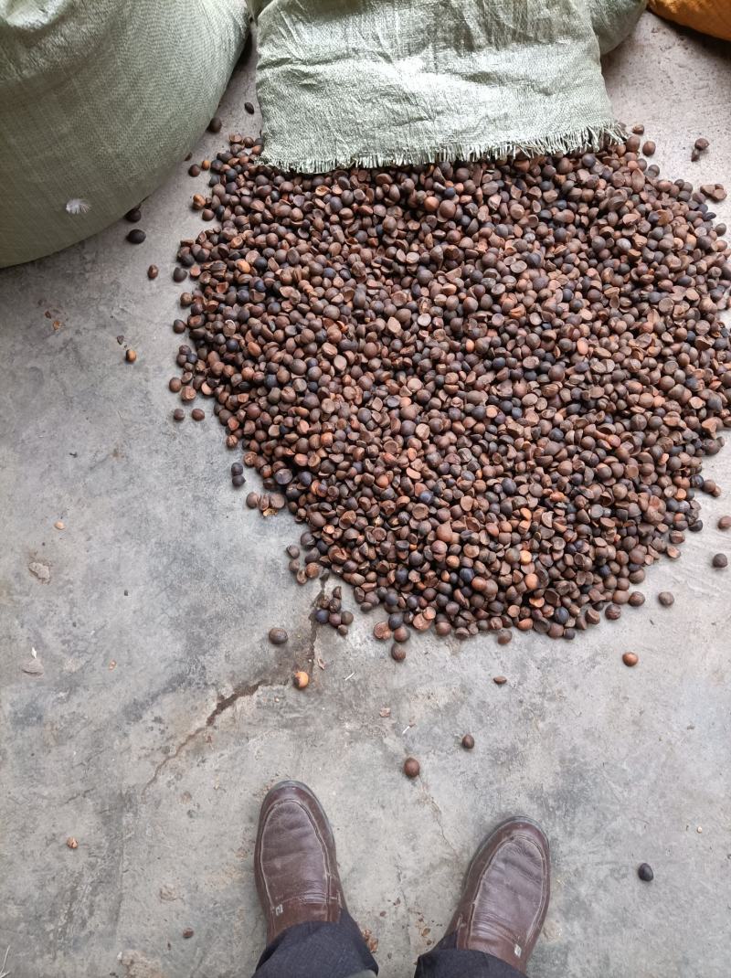 油茶籽高山霜降后落地籽，小籽油茶，出油高。