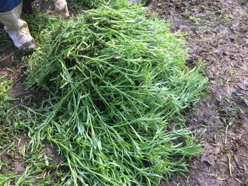 八卦洲毛芦蒿（带叶芦蒿）