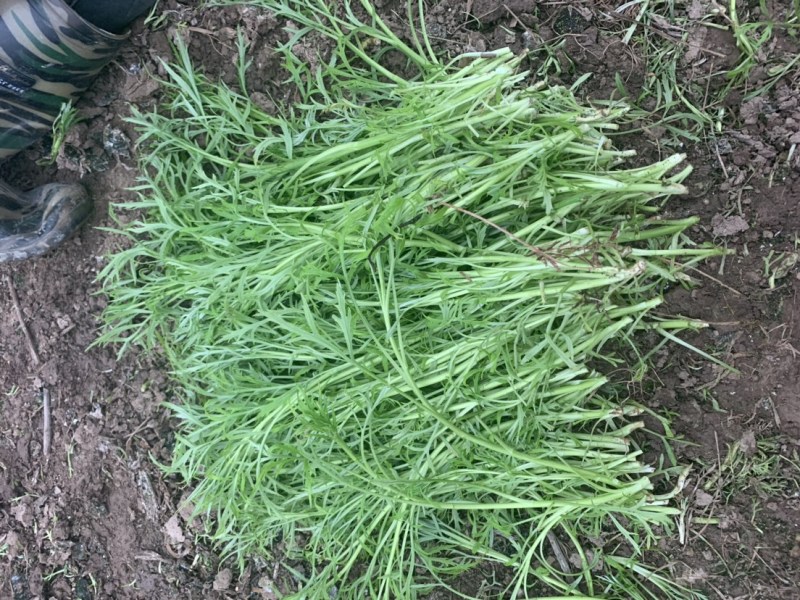 八卦洲毛芦蒿（带叶芦蒿）
