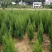 长期大量供应松柏树，塔柏树高度30到4米