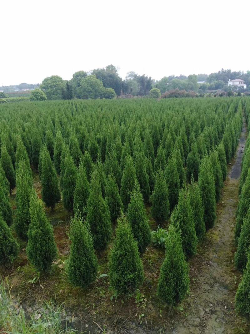长期大量供应松柏树，塔柏树高度30到4米