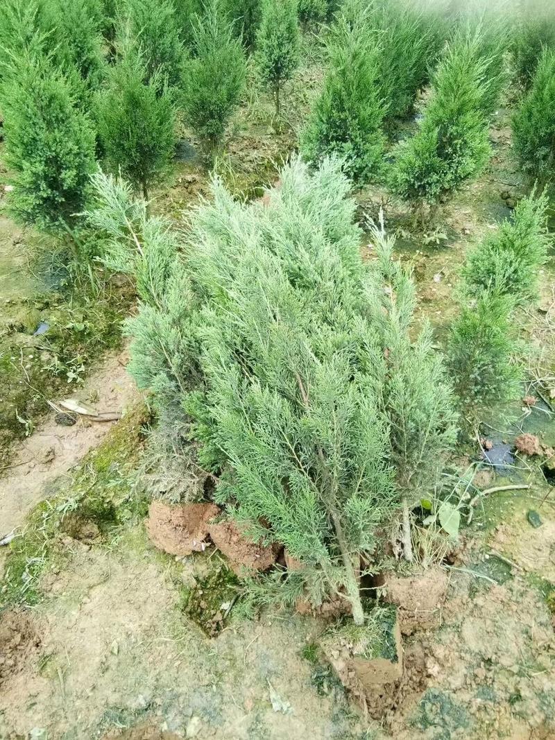 长期大量供应松柏树，塔柏树高度30到4米