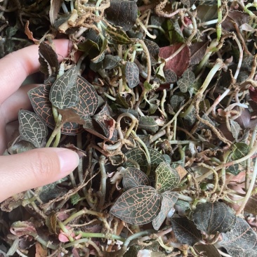 野生金线莲/鲜品/常年供货/量大从优/只做野生