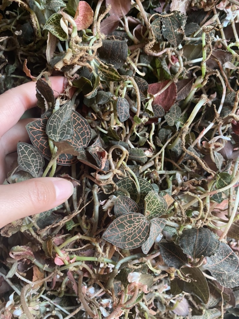 野生金线莲/鲜品/常年供货/量大从优/只做野生