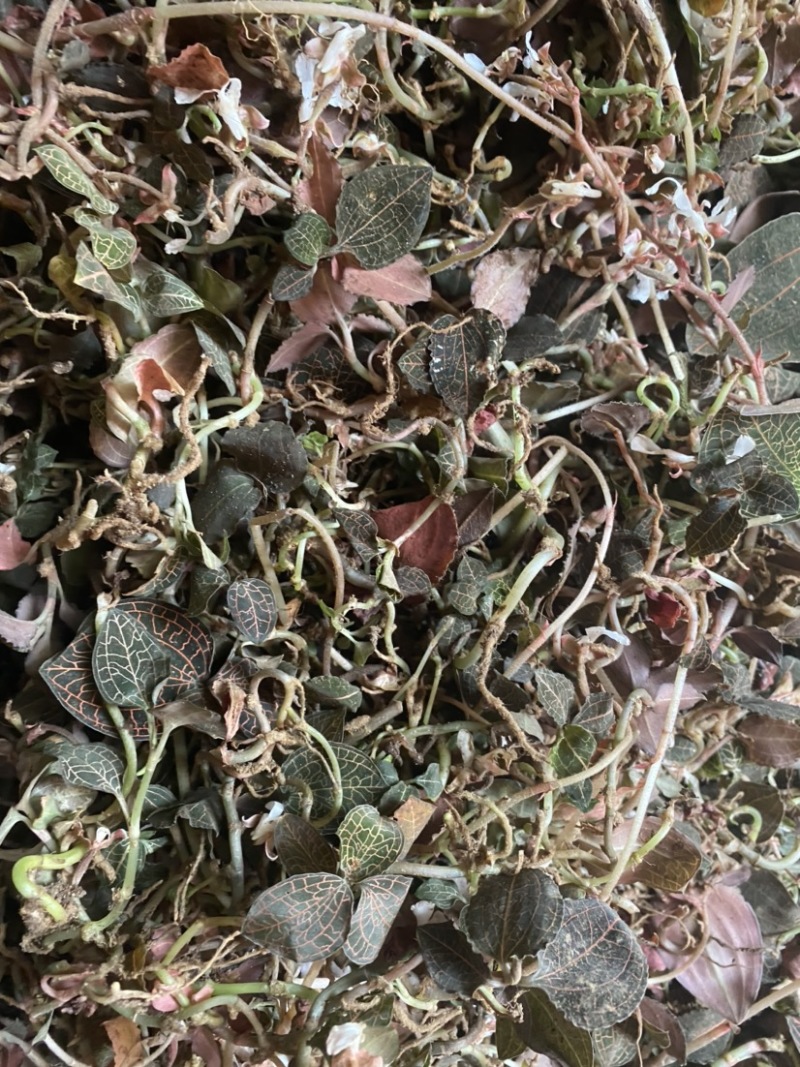 野生金线莲/鲜品/常年供货/量大从优/只做野生