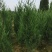 长期大量供应松柏树，塔柏树高度30到4米