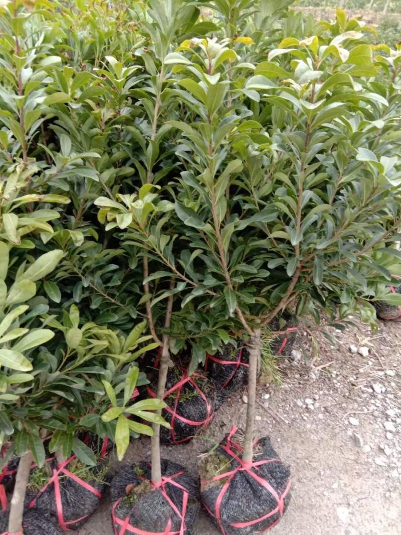 杨梅苗乌梅台梅东魁荸荠杨梅2年苗3年苗