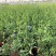 蓝雪花绿化苗木基地直发双色杯苗