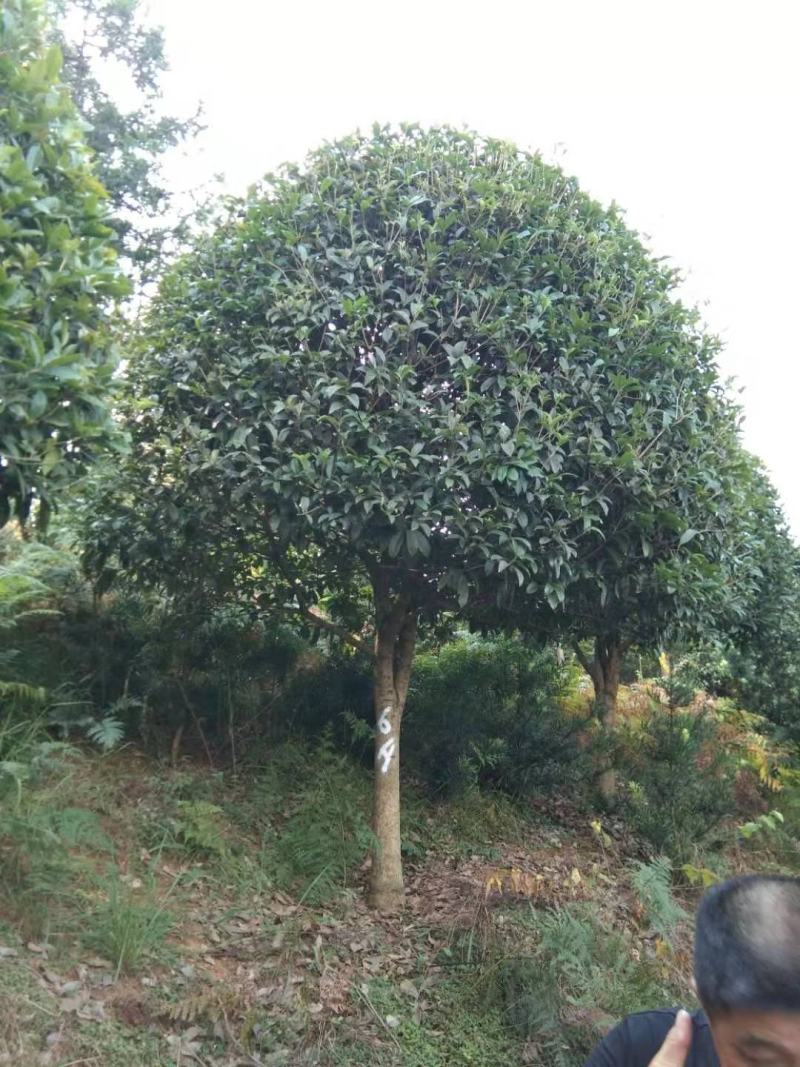 长期大量供应精品八月桂和占地桂花。征收用桂花