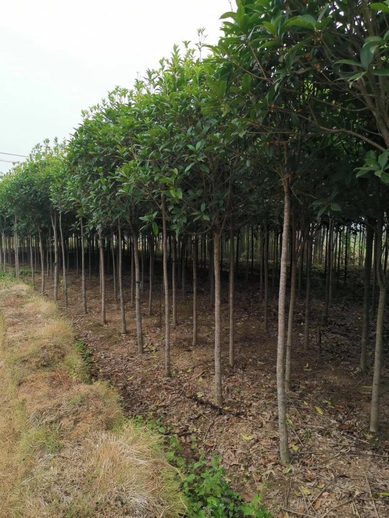 长期大量供应精品八月桂和占地桂花。征收用桂花
