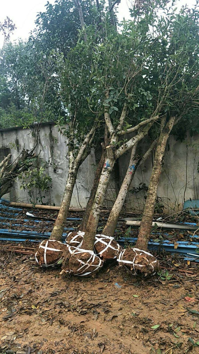 长期大量供应精品八月桂和占地桂花。征收用桂花