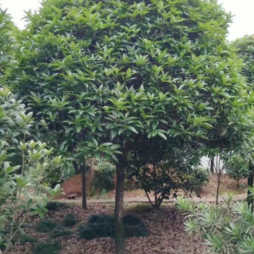 长期大量供应精品八月桂和占地桂花。征收用桂花