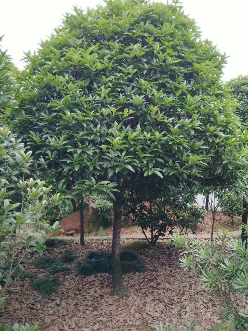 长期大量供应精品八月桂和占地桂花。征收用桂花