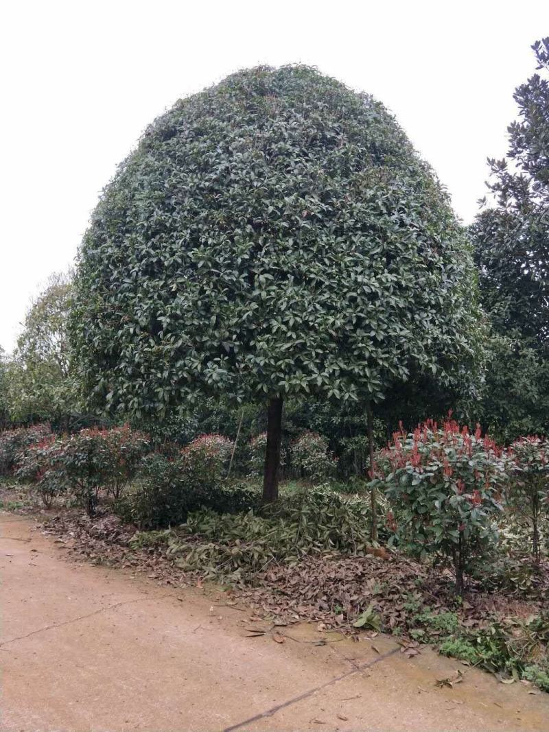 长期大量供应精品八月桂和占地桂花。征收用桂花