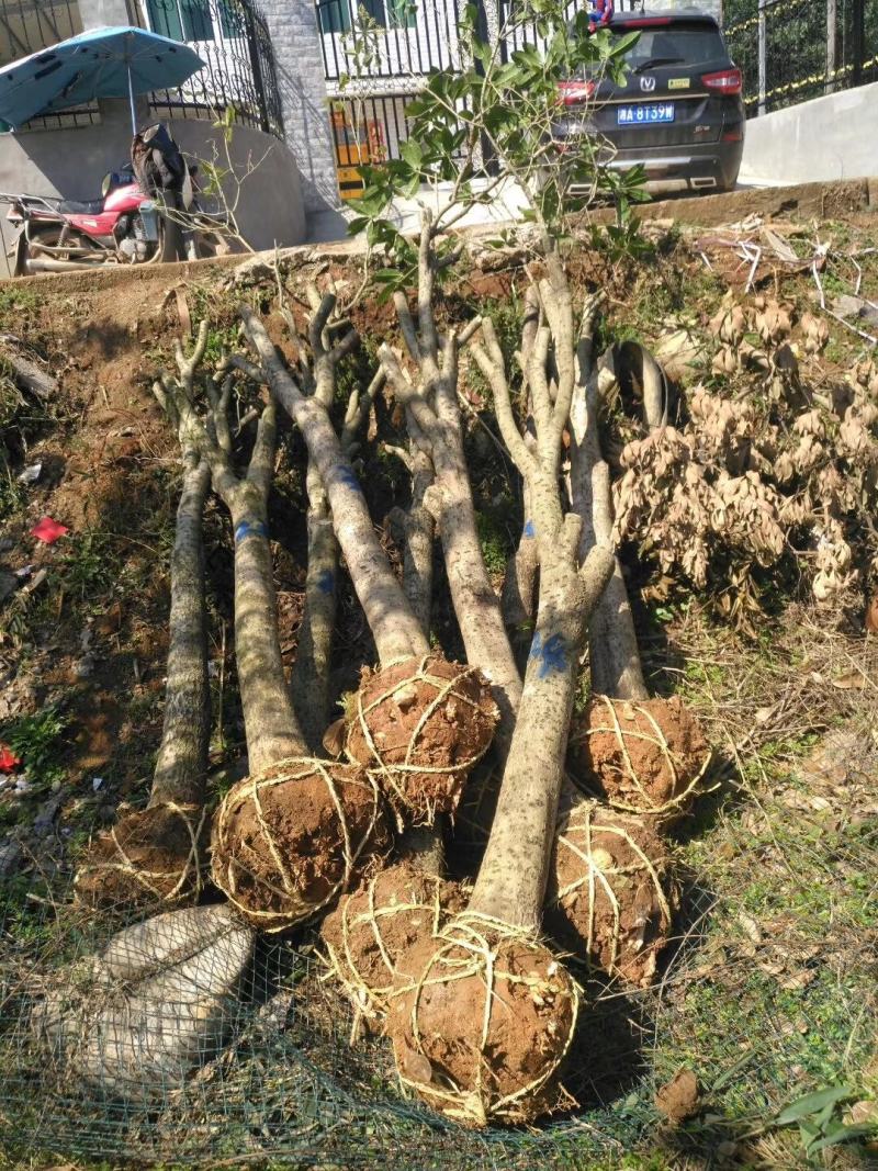 长期大量供应精品八月桂和占地桂花。征收用桂花