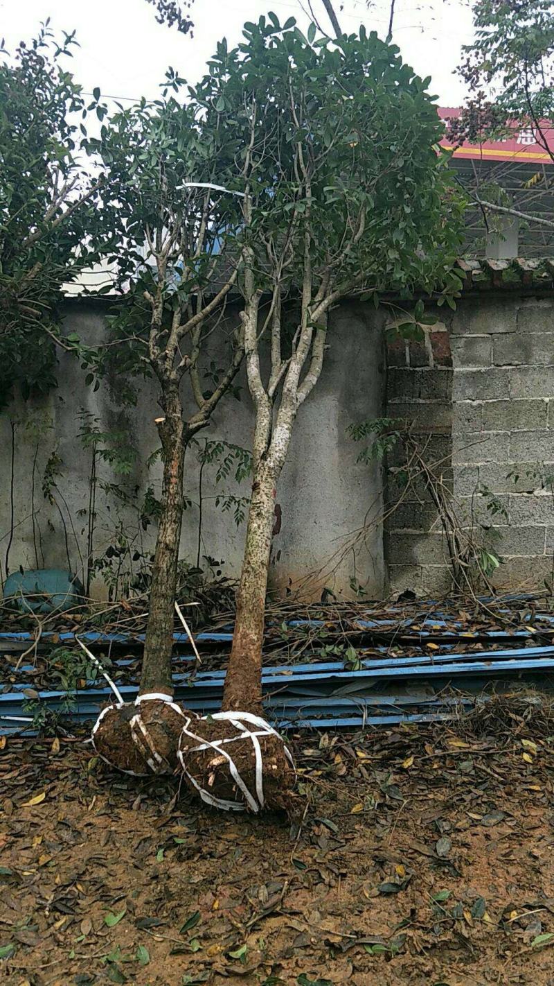 长期大量供应精品八月桂和占地桂花。征收用桂花