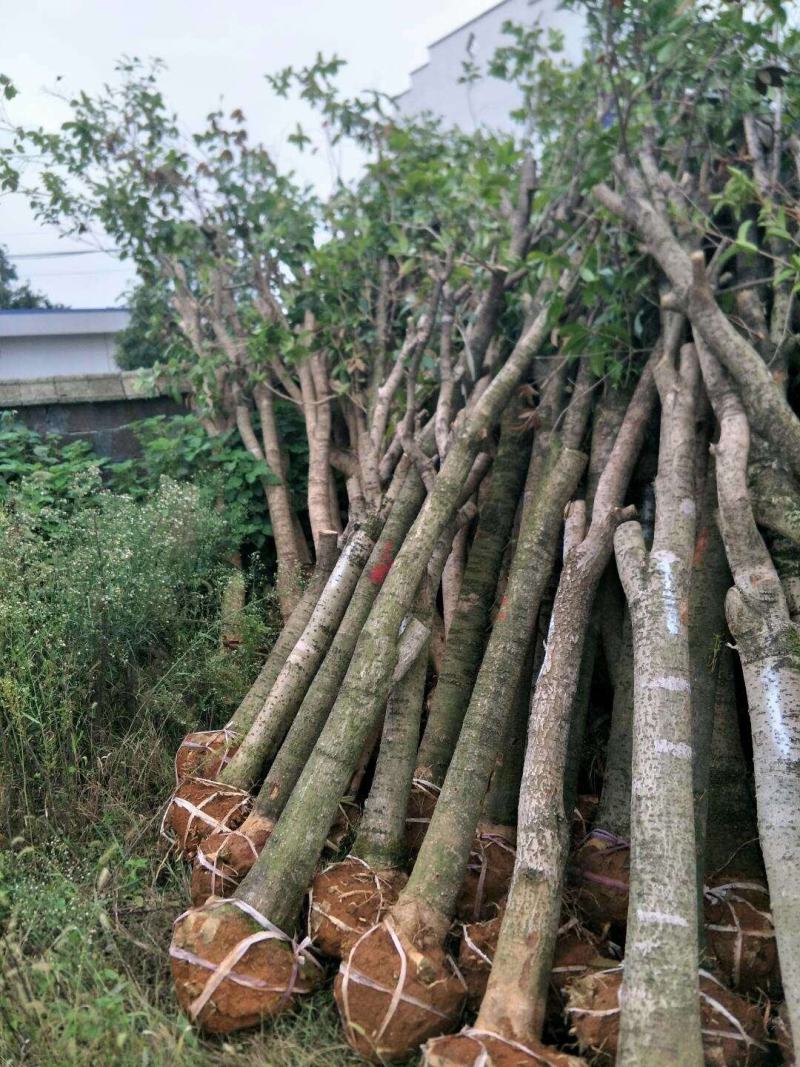 长期大量供应精品八月桂和占地桂花。征收用桂花