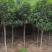长期大量供应精品八月桂和占地桂花。征收用桂花