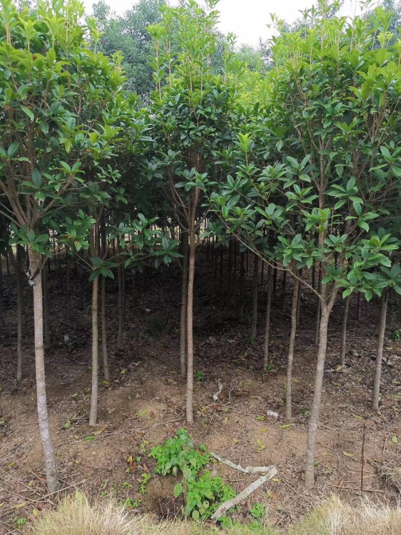 长期大量供应精品八月桂和占地桂花。征收用桂花