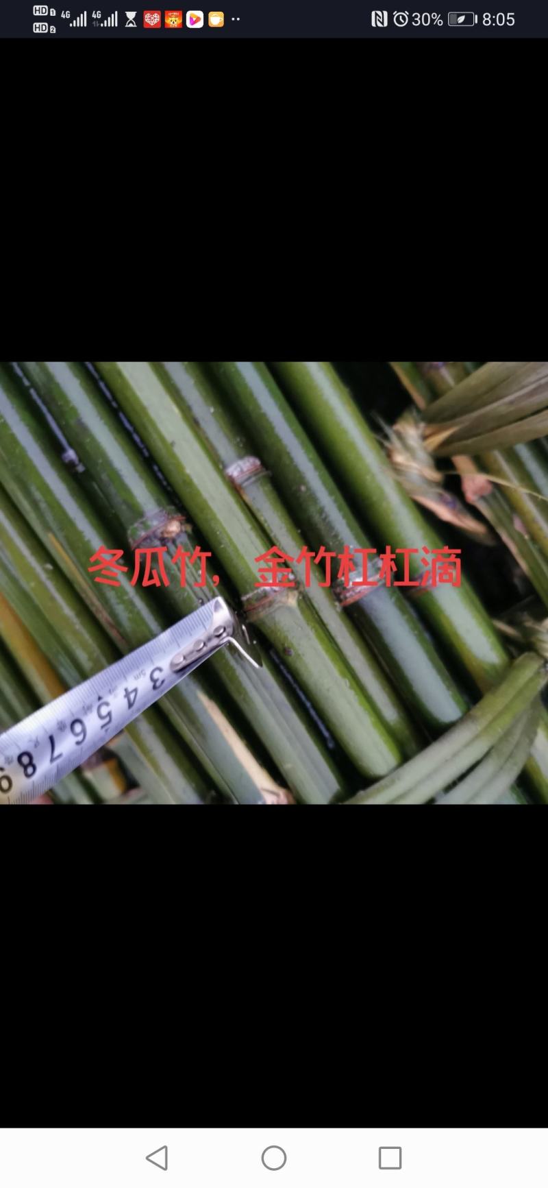 大量供应金竹，冬瓜竹，菜架竹