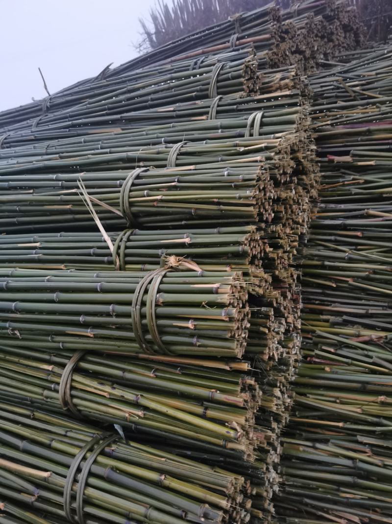 大量供应金竹，冬瓜竹，菜架竹