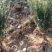 四川绵阳曼地亚红豆杉苗盆景苗货优量足欢迎电话联系！