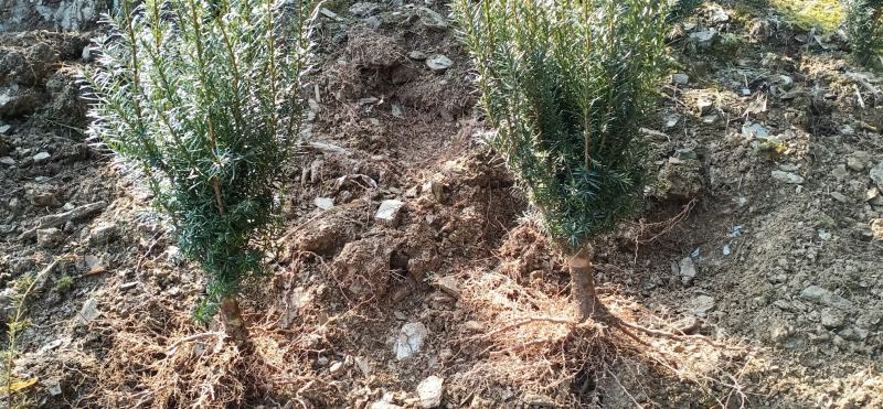 四川绵阳曼地亚红豆杉苗盆景苗货优量足欢迎电话联系！